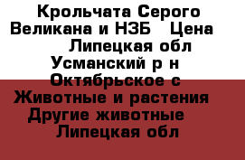 Крольчата Серого Великана и НЗБ › Цена ­ 300 - Липецкая обл., Усманский р-н, Октябрьское с. Животные и растения » Другие животные   . Липецкая обл.